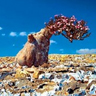 Socotra, čuden otok v Indijskem oceanu